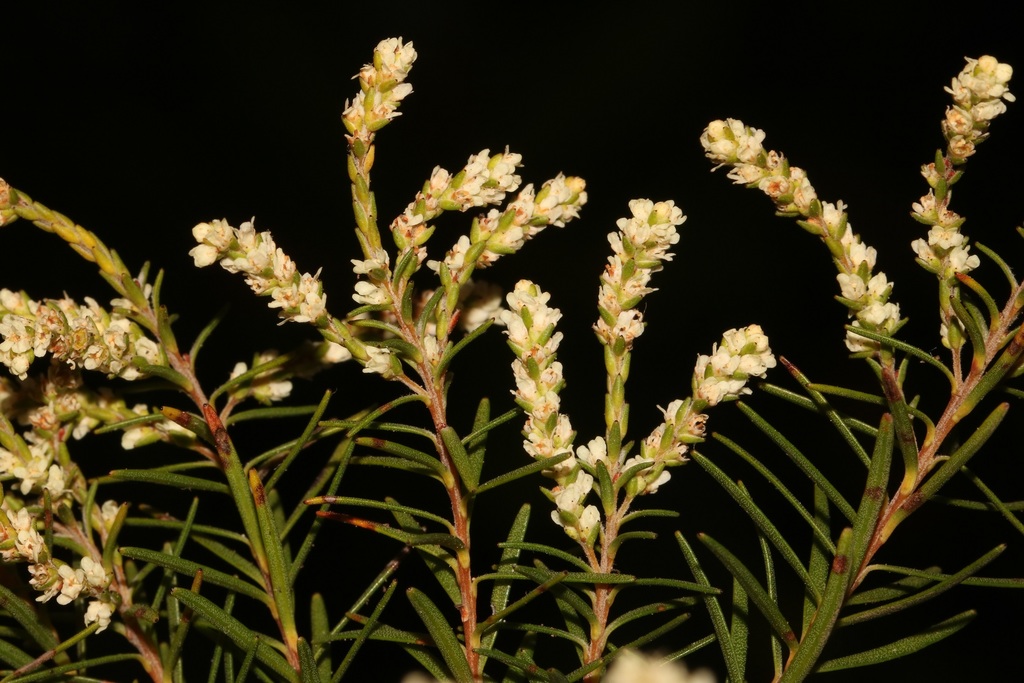 Western Streambush