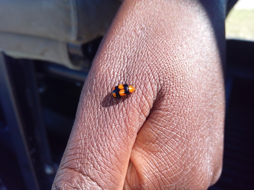 Sonchia sternalis