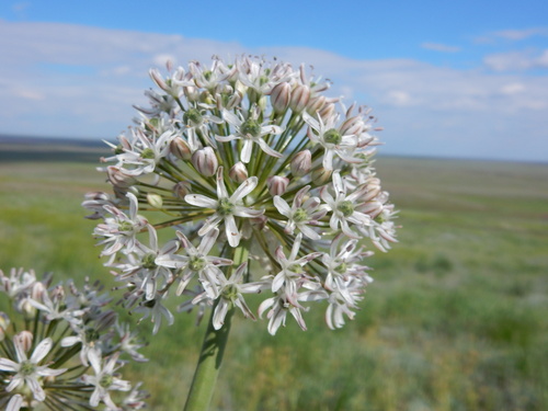 Allium tulipifolium, photograph 5