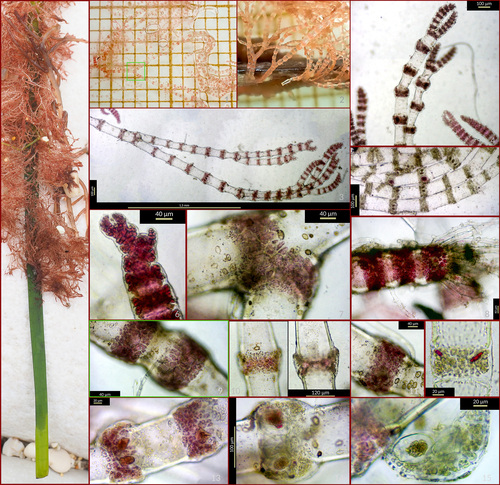 Ceramium cimbricum observed 2026-04-02