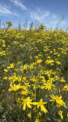 Senecio glaucus, photograph 2