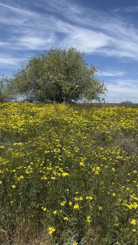 Senecio glaucus, photograph 3