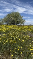 Senecio glaucus, photograph (c) Afanasovich Alexey, some rights reserved (CC BY)