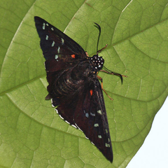 Melanopyge erythrosticta