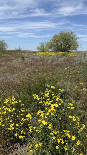 Senecio glaucus, photograph 4