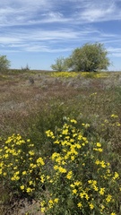 Senecio glaucus, photograph (c) Afanasovich Alexey, some rights reserved (CC BY)
