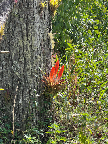 Tillandsia multicaulis, photograph 1