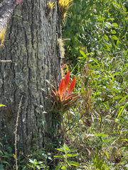 Tillandsia multicaulis