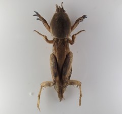 Scapteriscinae