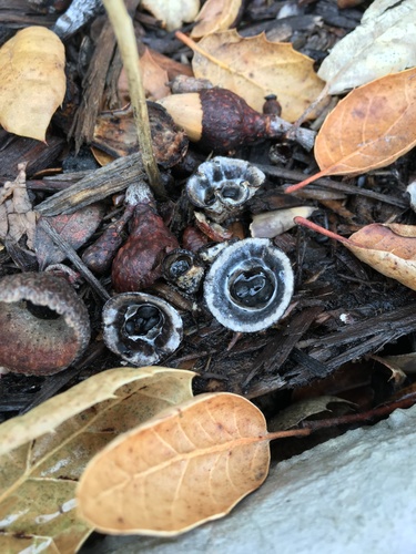 field bird's nest fungus