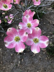 Cornus florida rubra