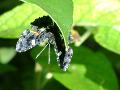Calydna sturnula