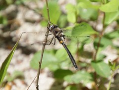Helocordulia selysii