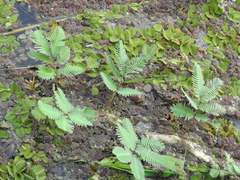 Neptunia oleracea