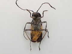 Chauliognathus tripartitus