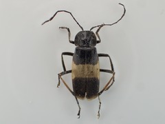 Chauliognathus tripartitus