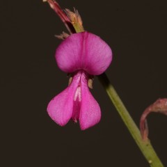 Indigofera ionii