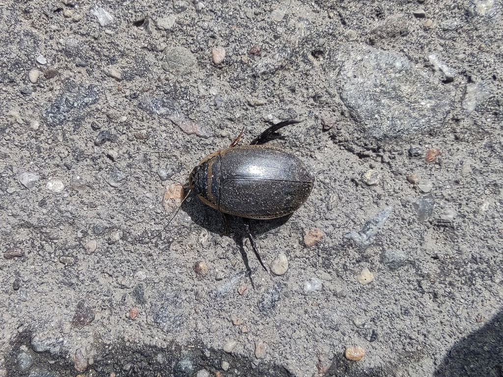 Lesser Diving-beetle from Еськино, Владимирская обл., Россия, 601125 on ...