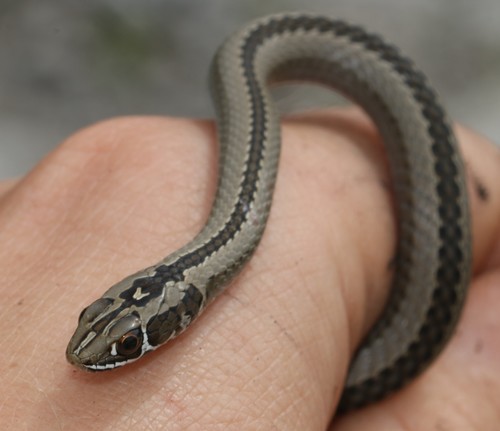 Cross-marked Whip Snake