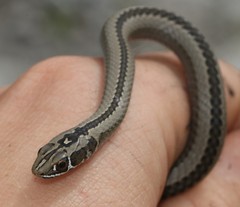 Cross-Marked Grass Snake photo 4
