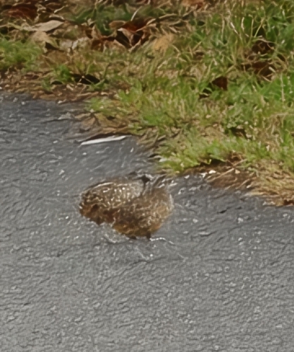 Barred Buttonquail