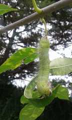 Eacles imperialis