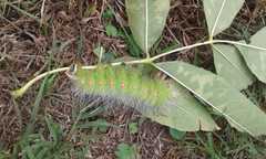 Eacles imperialis