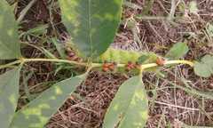 Eacles imperialis