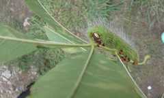 Eacles imperialis