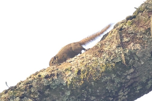 Boehm's Bush Squirrel