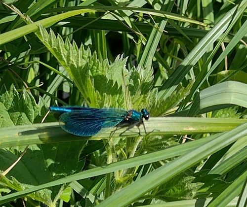 Banded Demoiselle