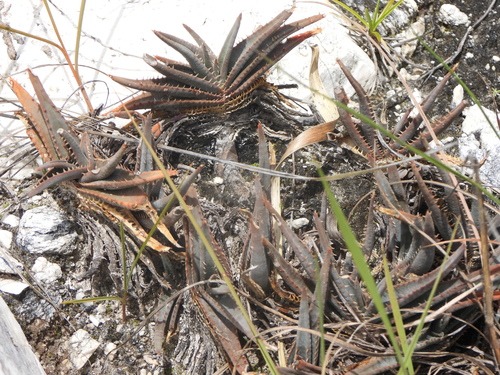 Aloe calcairophila (Aloe calcairophila)