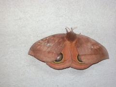 Automeris excreta