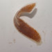 Milk-White Planaria - Photo (c) mgreilhuber, some rights reserved (CC BY-NC), uploaded by mgreilhuber