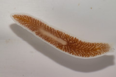 Dendrocoelum lacteum