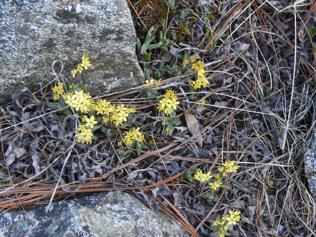 Palas Valley Yellow Lungwort