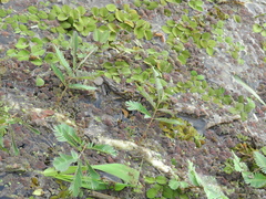 Neptunia oleracea