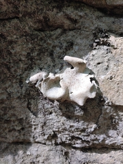 Dermatocarpon muhlenbergii