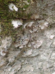 Dermatocarpon muhlenbergii