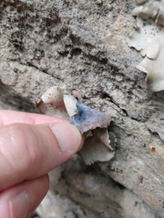 Dermatocarpon muhlenbergii