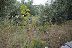 Ferula glauca, photograph (c) Pantazi Katerina, some rights reserved (CC BY)