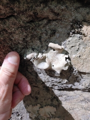 Dermatocarpon muhlenbergii