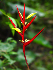 Heliconia subulata