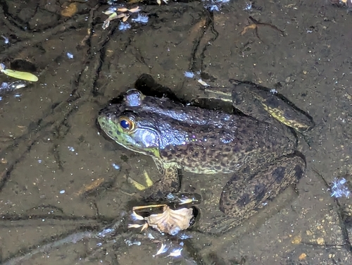 American Bullfrog observed by klyle161