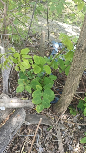 black locust