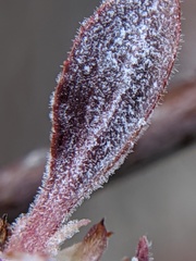 Podosphaera leucotricha