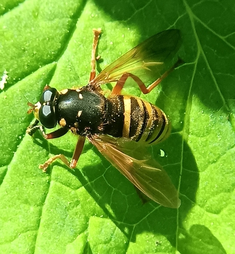Temnostoma apiforme