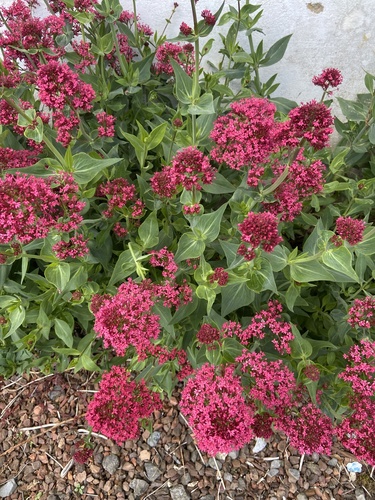 Red Valerian