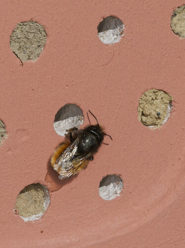 Foto von Gehörnte Mauerbiene