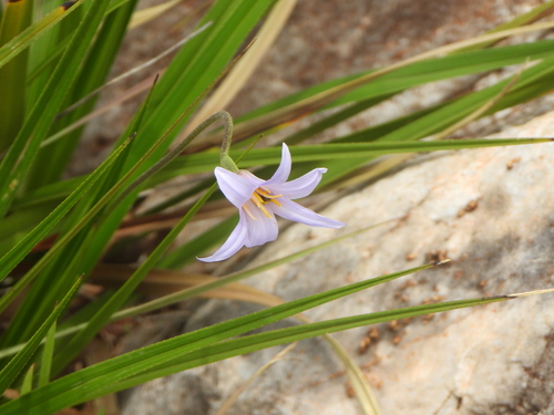 Xerophyta viscosa, photograph 6